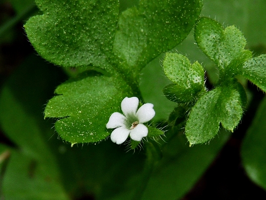 {Nemophila aphylla}